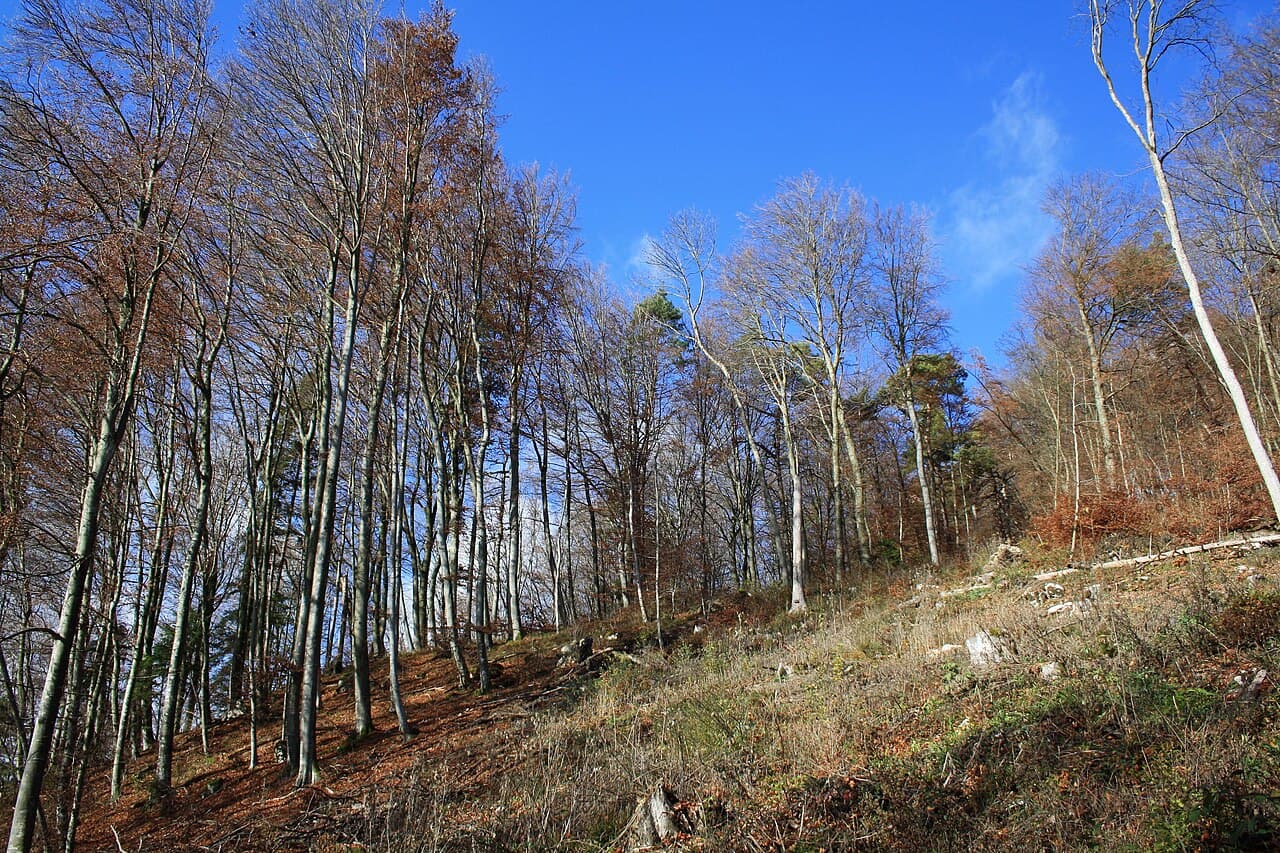Versant boisé aux arbres dénudés